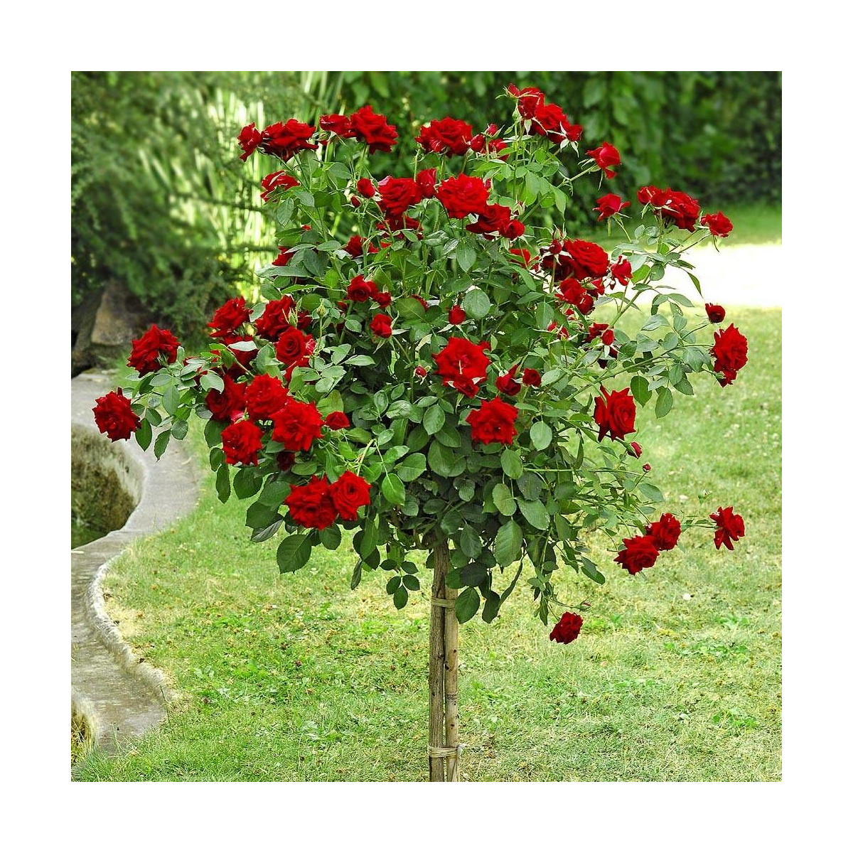 Rosier 1/2 tige Niccolo Paganini® 'Meicairma'