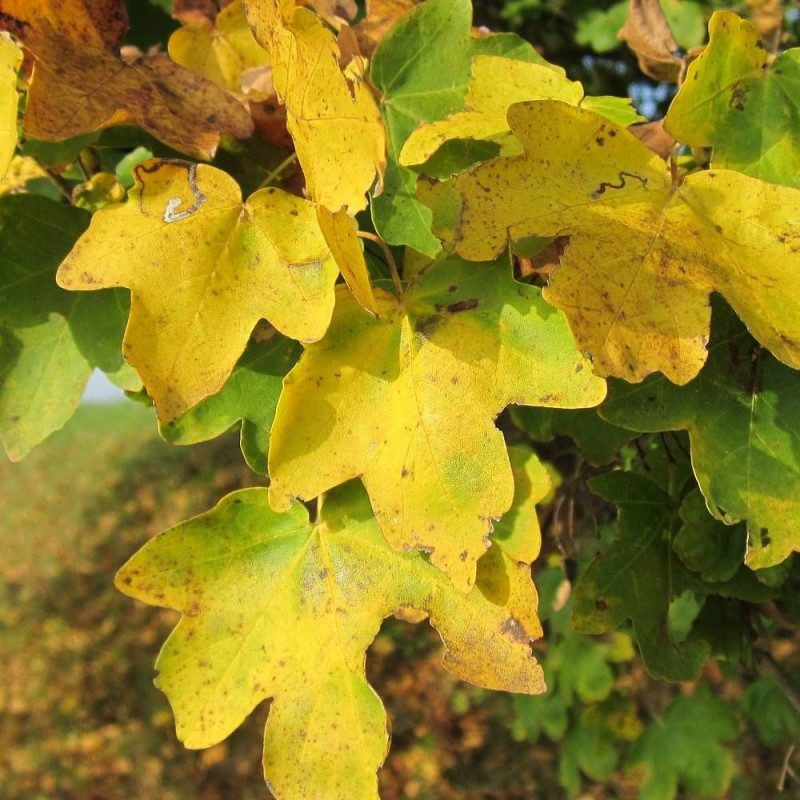 Érable champêtre, Acer campestre