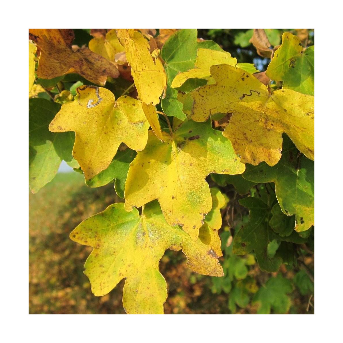 Érable champêtre, Acer campestre Érable champêtre, Acer campestre