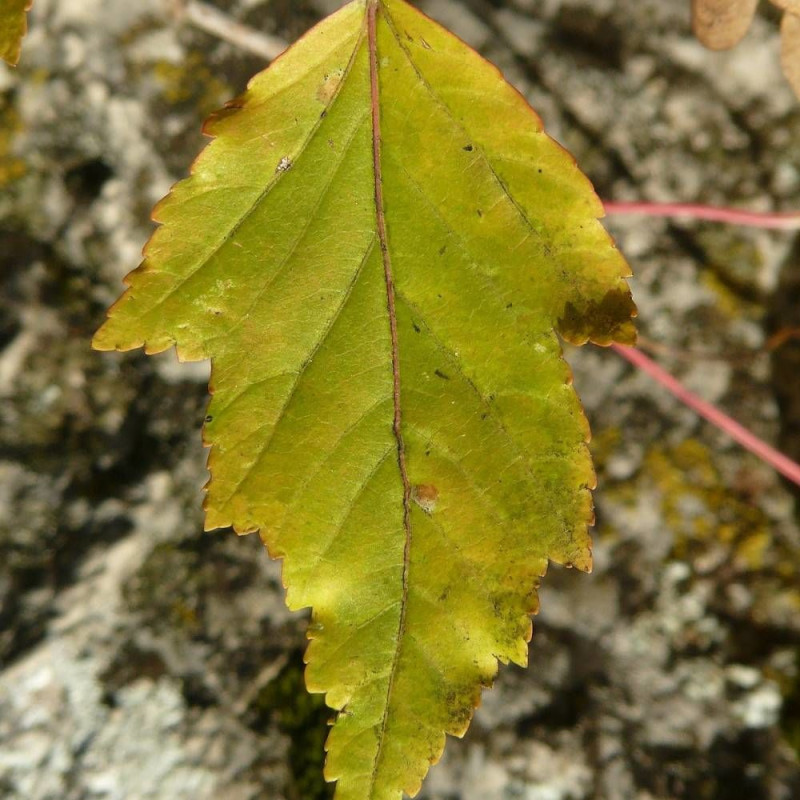 Érable du fleuve Amour, Acer ginnala