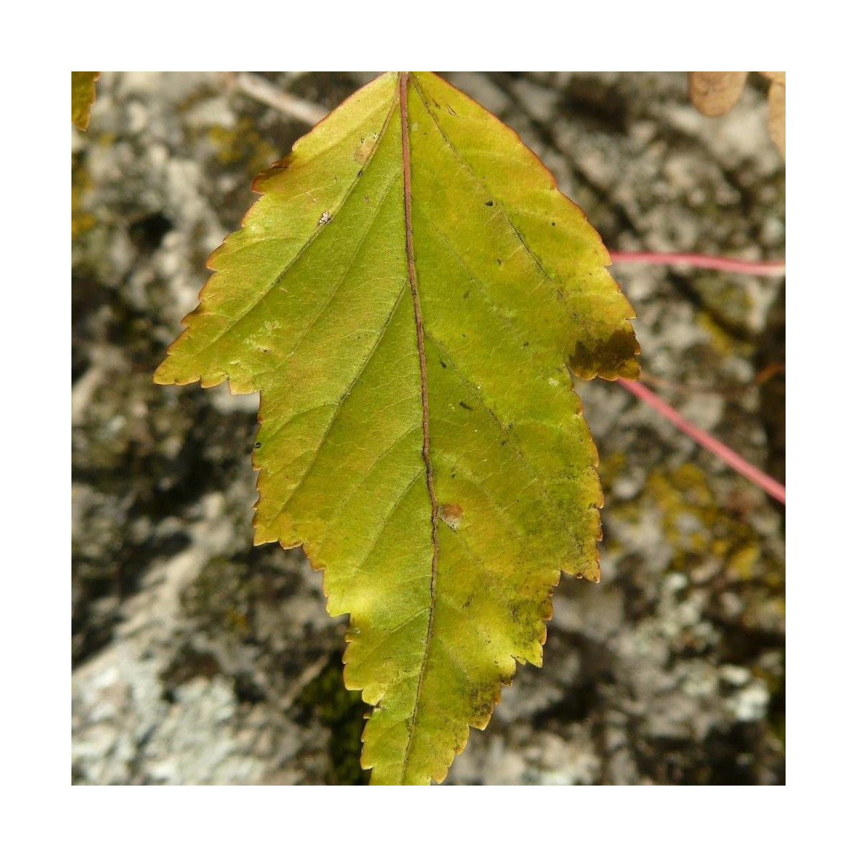 Érable du fleuve Amour, Acer ginnala