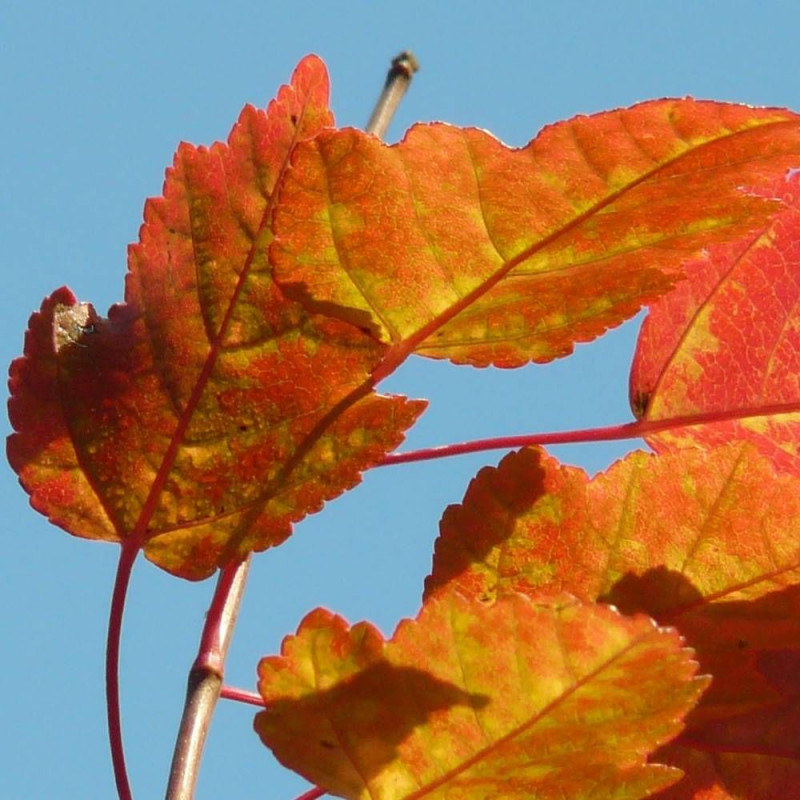 Érable du fleuve Amour, Acer ginnala