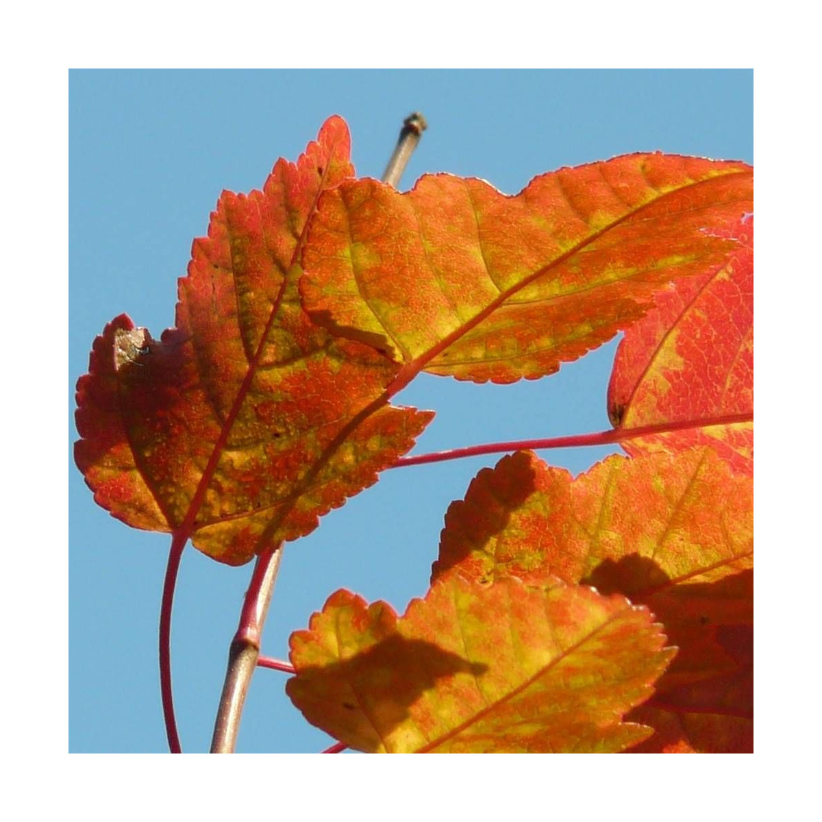Érable du fleuve Amour, Acer ginnala