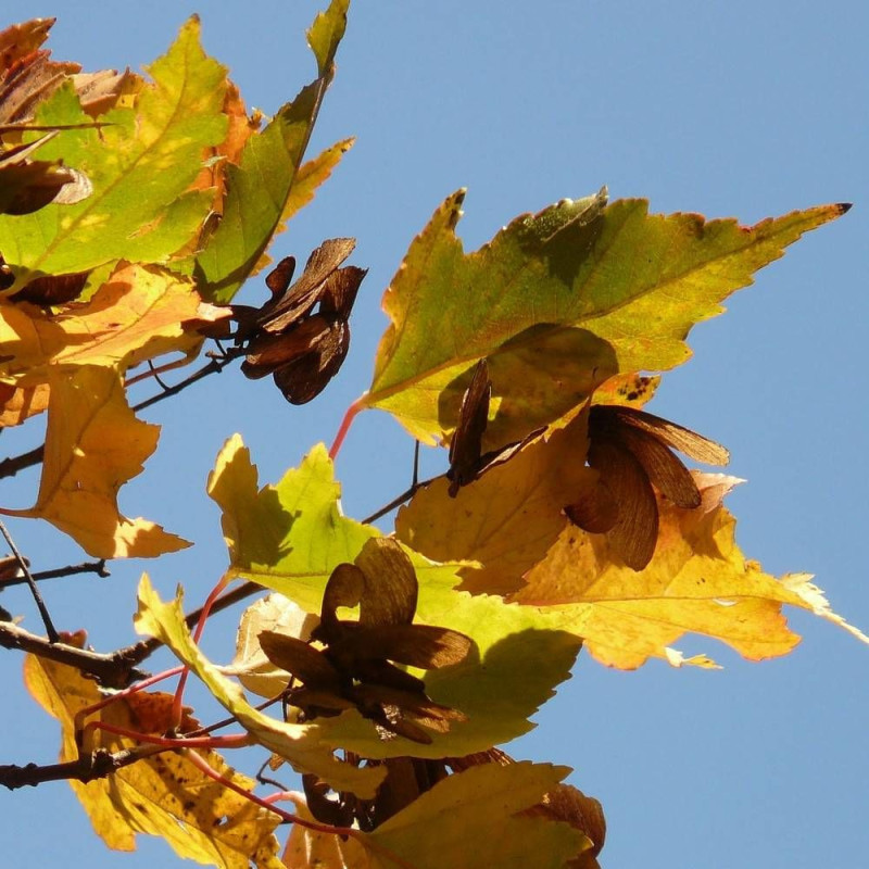 Érable du fleuve Amour, Acer ginnala