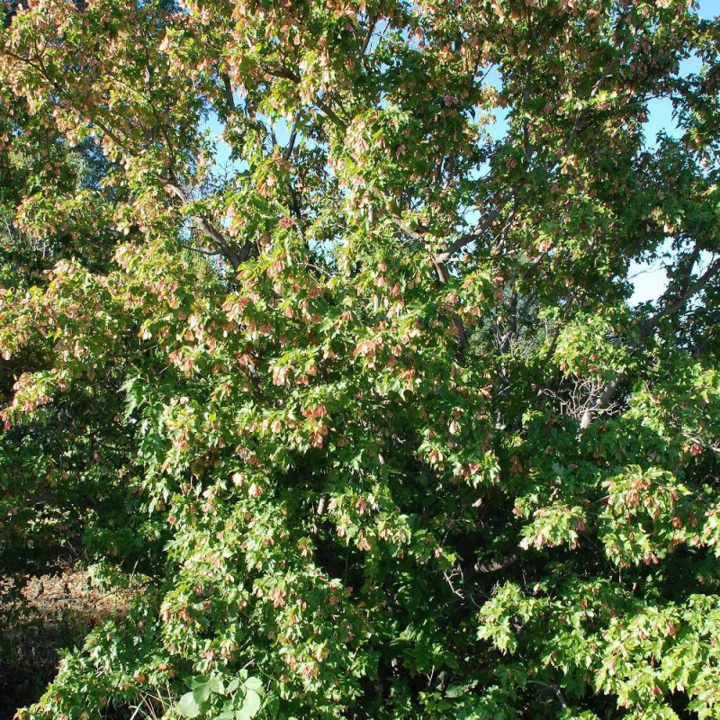 Érable du fleuve Amour, Acer ginnala