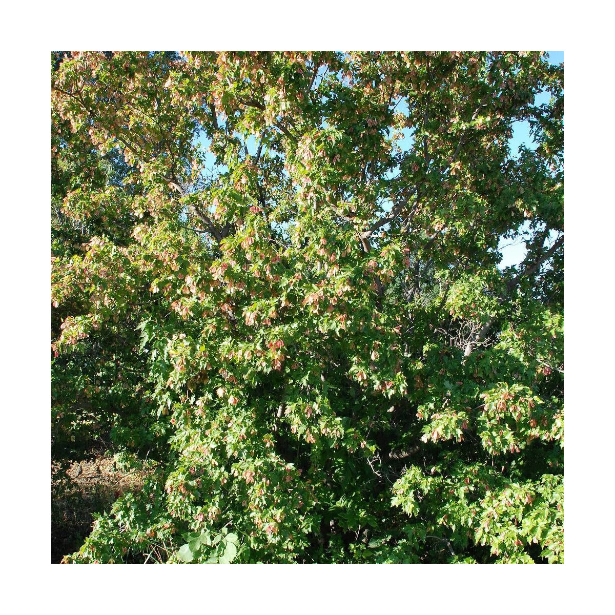 Érable du fleuve Amour, Acer ginnala