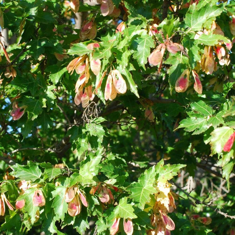 Érable du fleuve Amour, Acer ginnala
