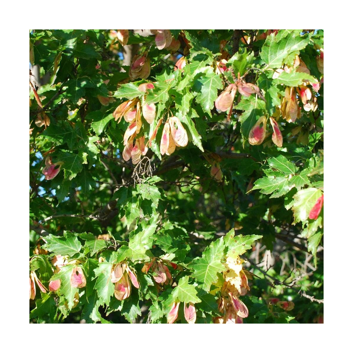 Érable du fleuve Amour, Acer ginnala