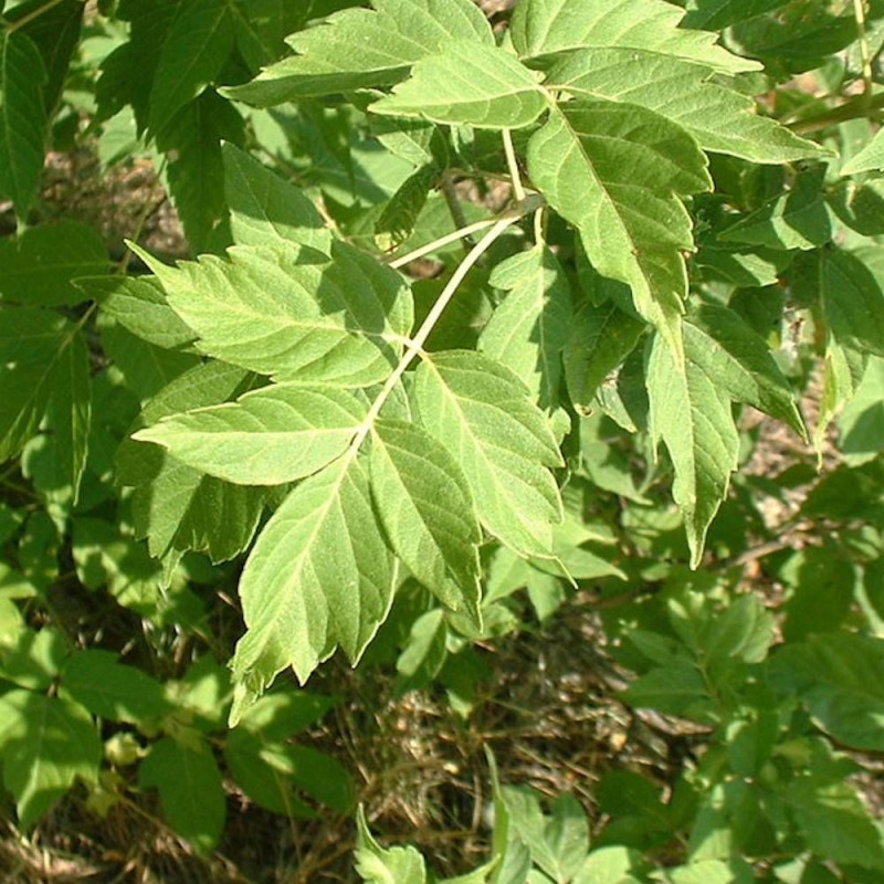 Érable à feuilles de frêne Winter Lightning, Acer negundo