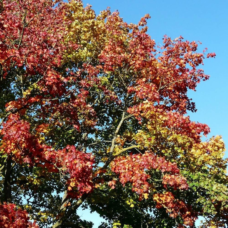 Érable plane, Acer platanoides
