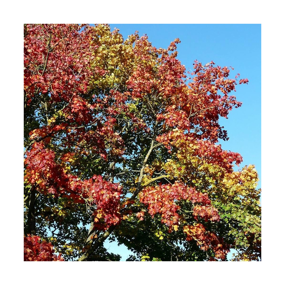 Érable plane, Acer platanoides