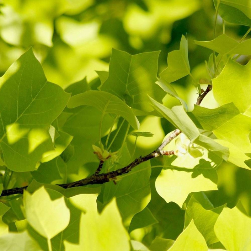 Érable plane, Acer platanoides