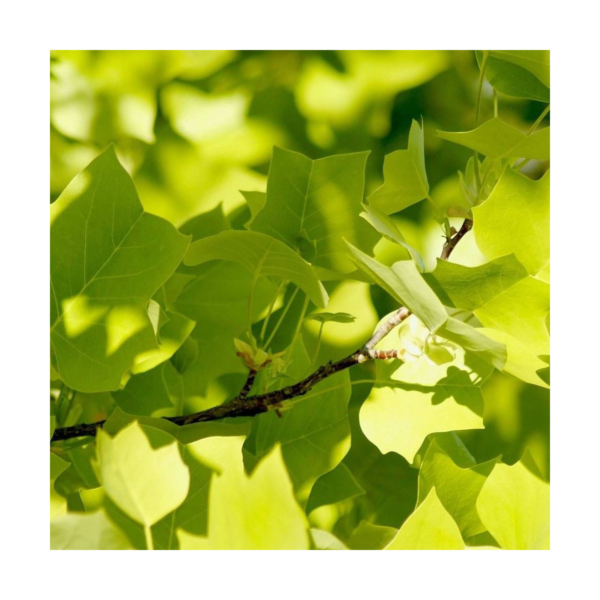 Érable plane, Acer platanoides