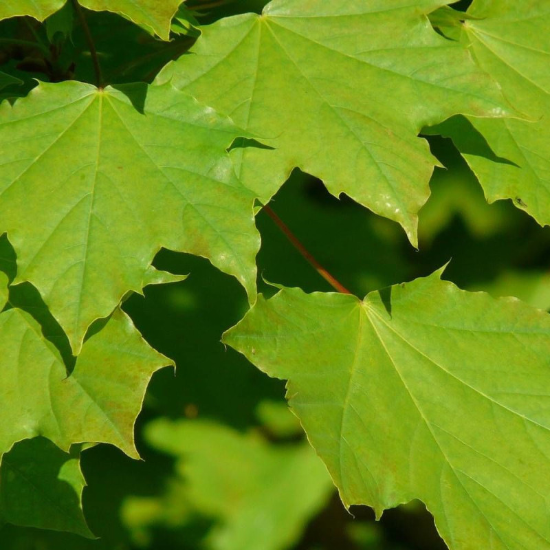 Érable plane, Acer platanoides