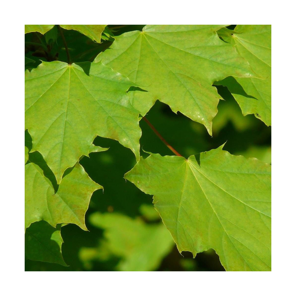 Érable plane, Acer platanoides