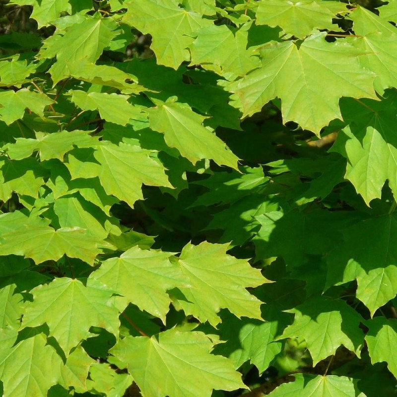 Érable plane, Acer platanoides