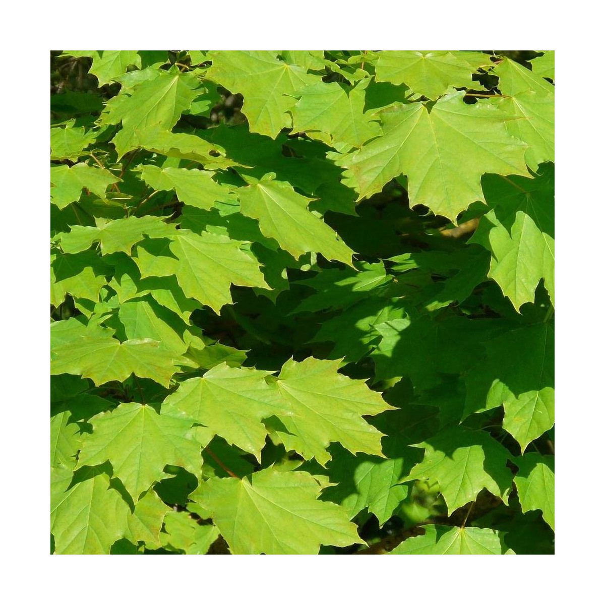 Érable plane, Acer platanoides