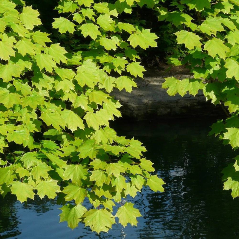 Érable plane, Acer platanoides
