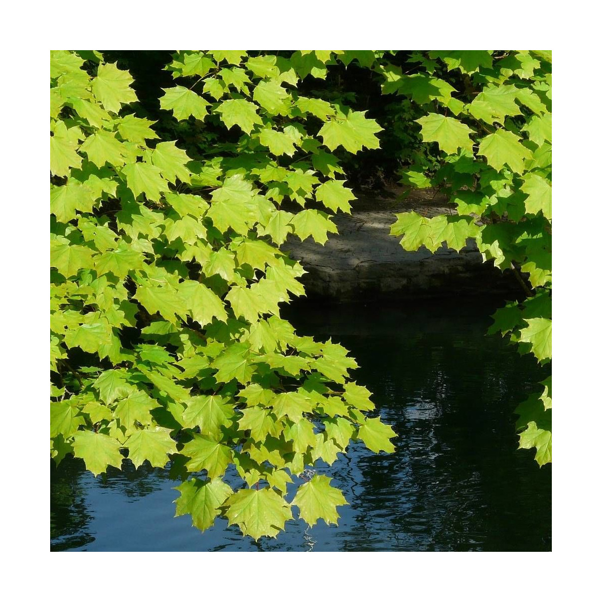 Érable plane, Acer platanoides