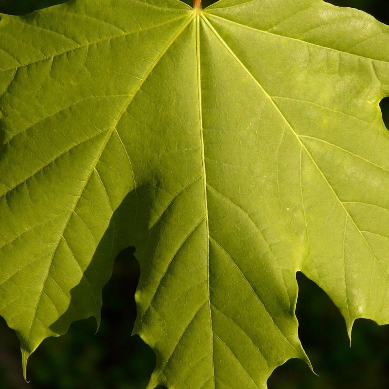 Érable plane, Acer platanoides