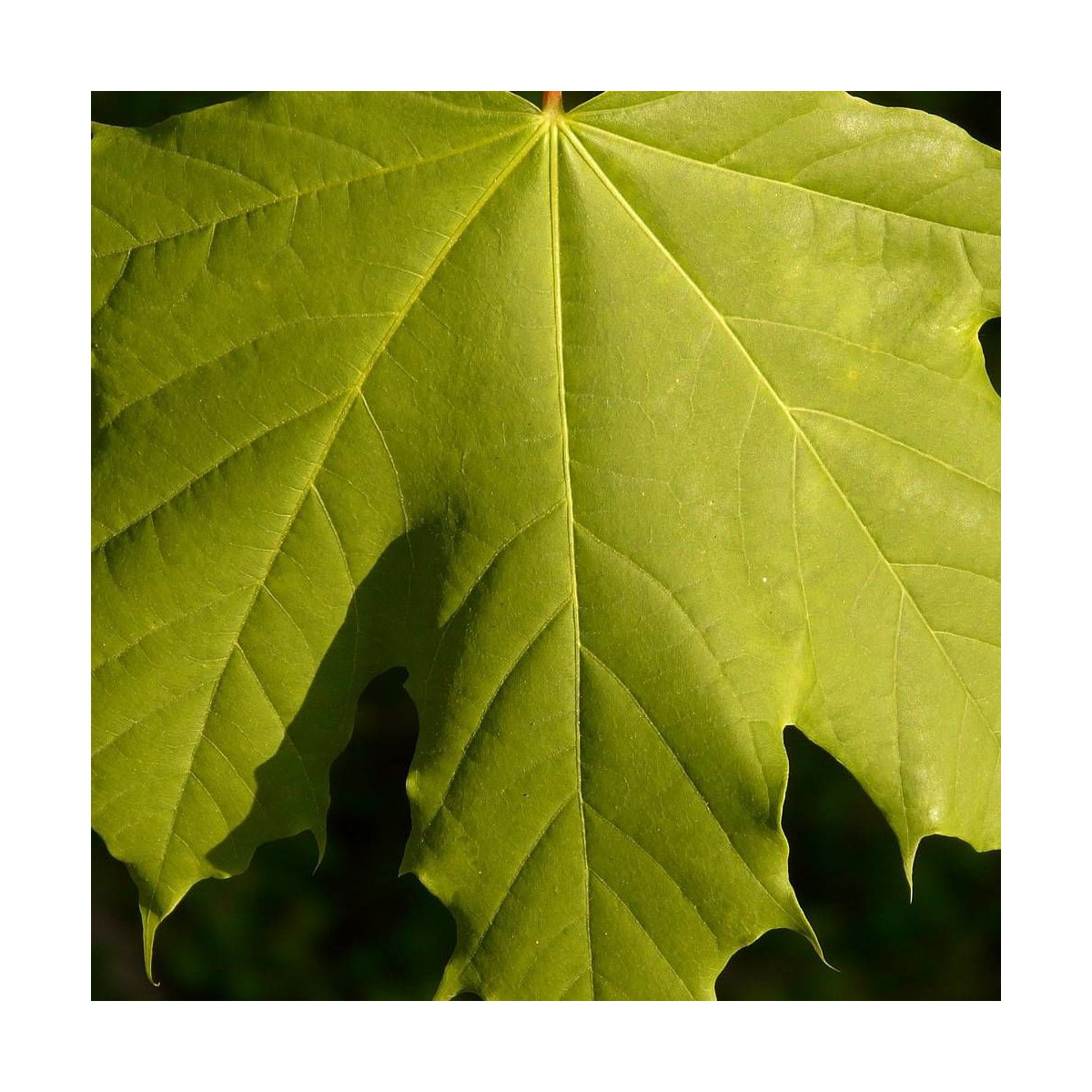 Érable plane, Acer platanoides
