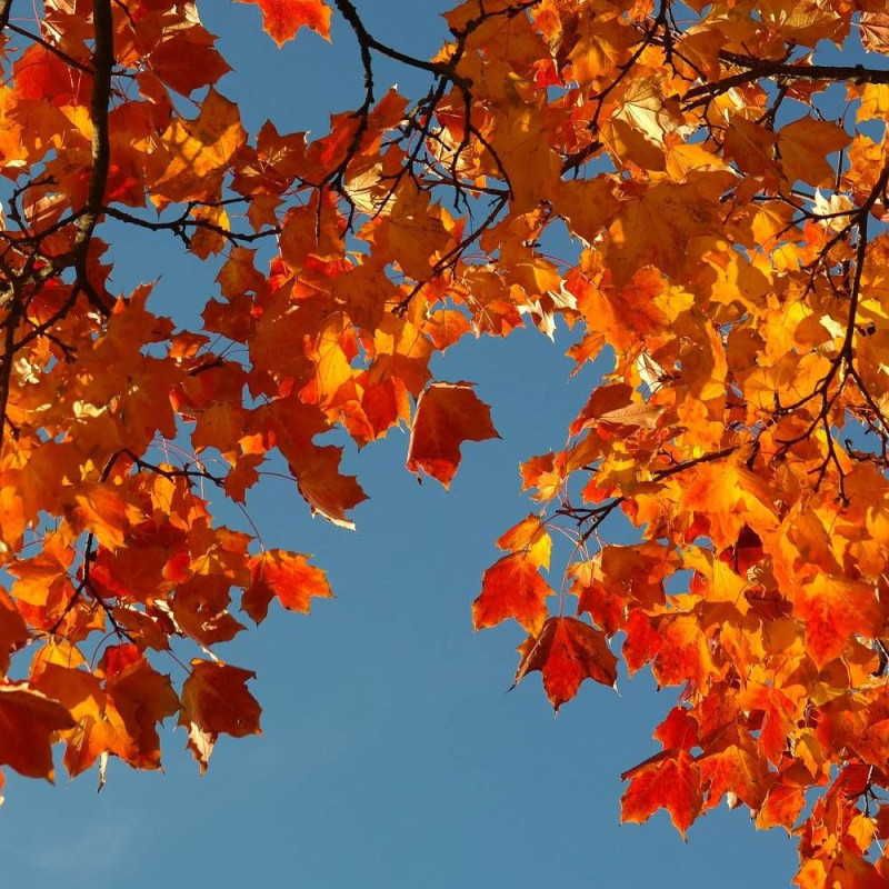 Érable plane, Acer platanoides