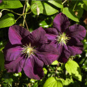 Clématite viticella Etoile Violette
