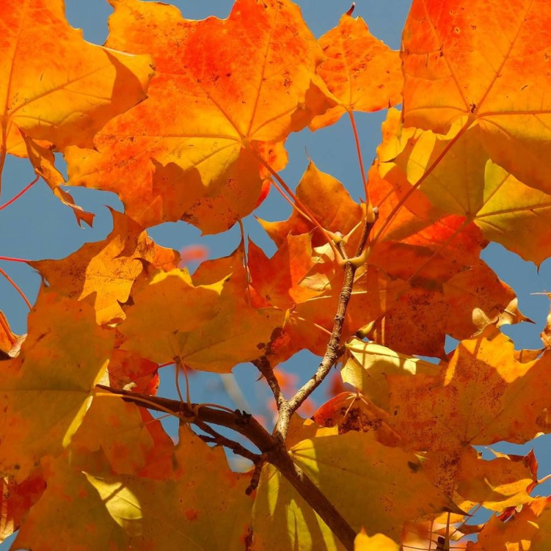 Érable plane, Acer platanoides