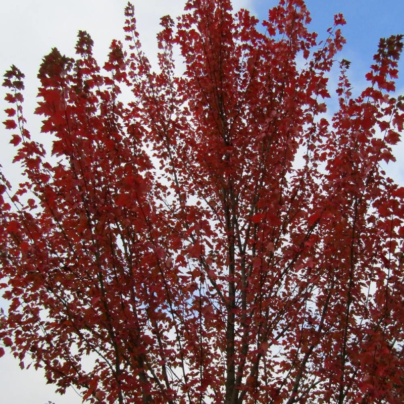Érable rouge Brandywine, Acer rubrum