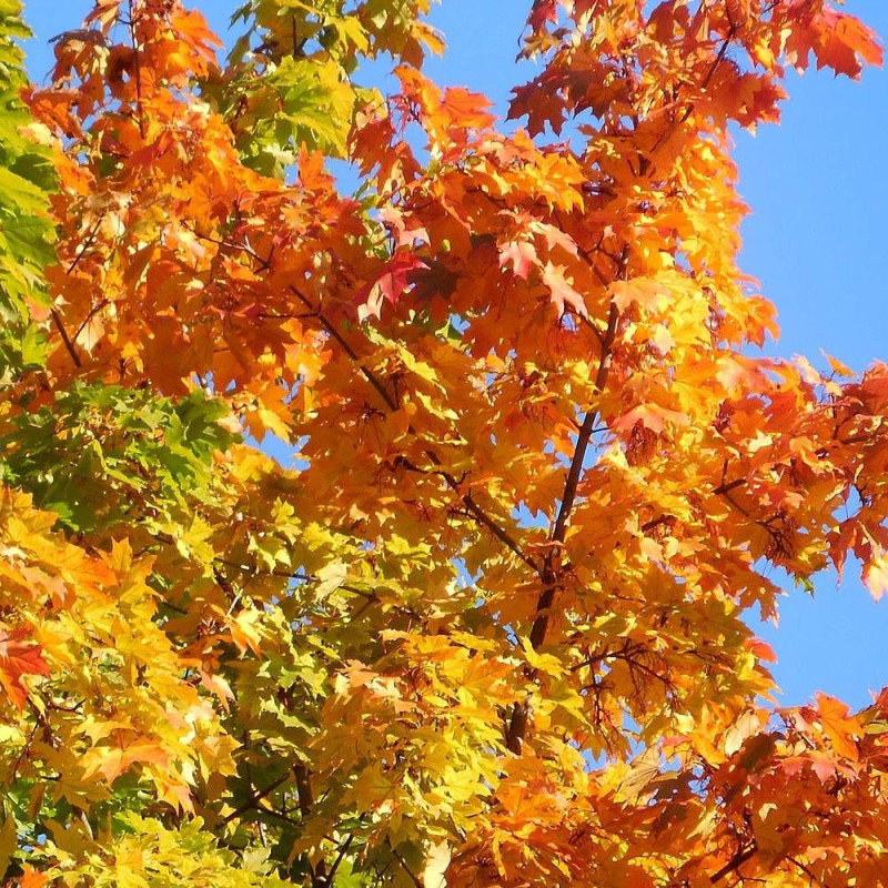 Érable Pacific Sunset® 'Warrenred', Acer