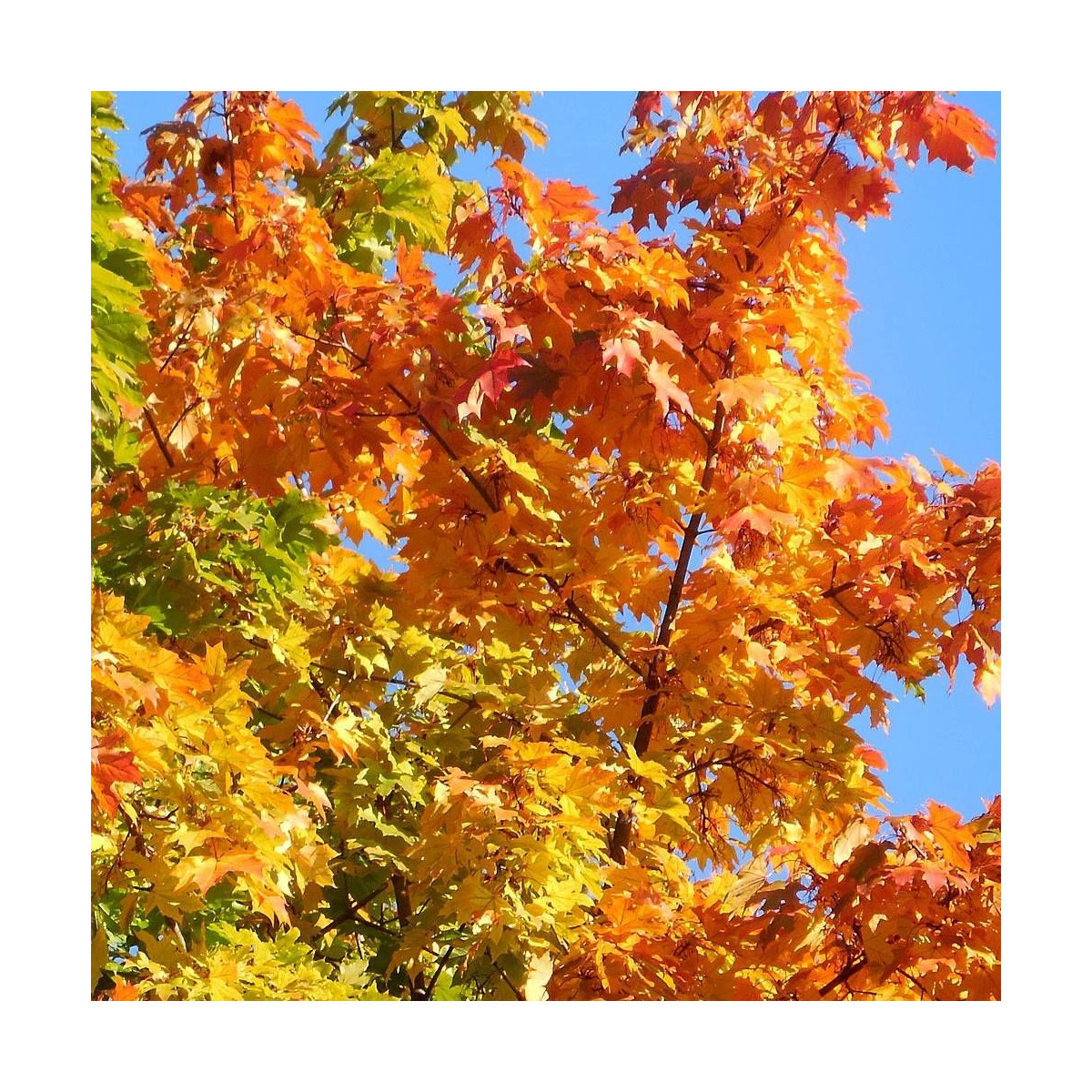 Érable Pacific Sunset® 'Warrenred', Acer