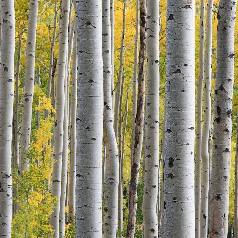 Bouleau de l'Himalaya Doorenbos, Betula