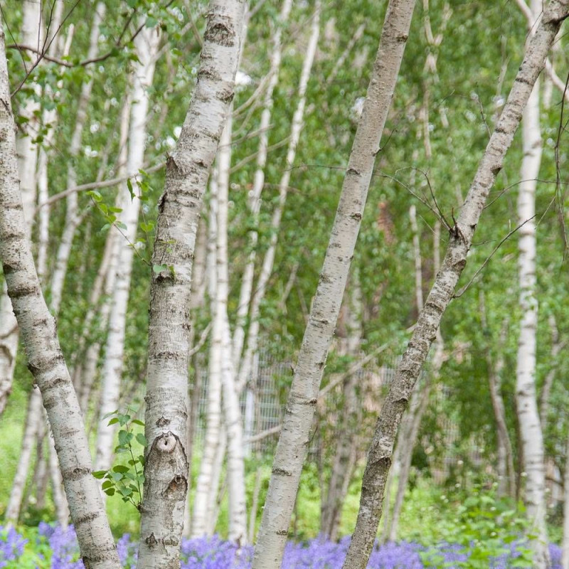 Bouleau de l'Himalaya Doorenbos, Betula