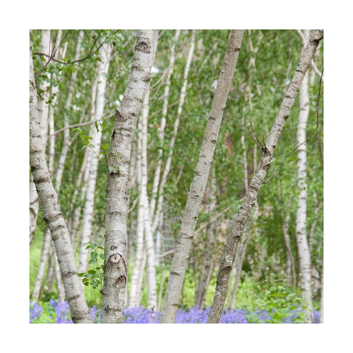 Bouleau utilis Doorenbos - Ecorce Bouleau utilis Doorenbos - Ecorce
