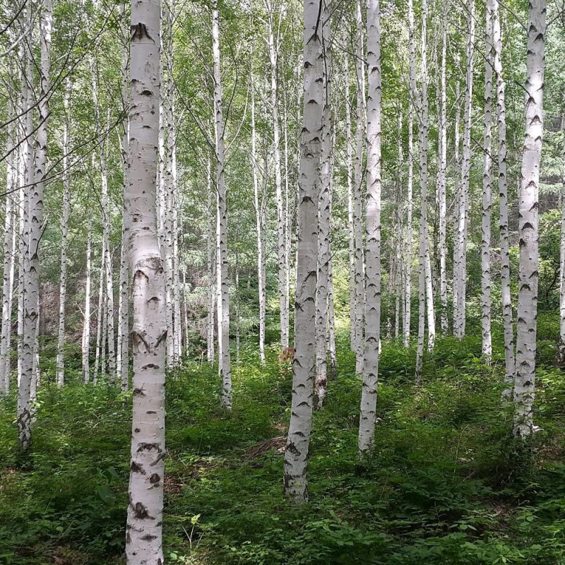Bouleau de l'Himalaya Doorenbos, Betula