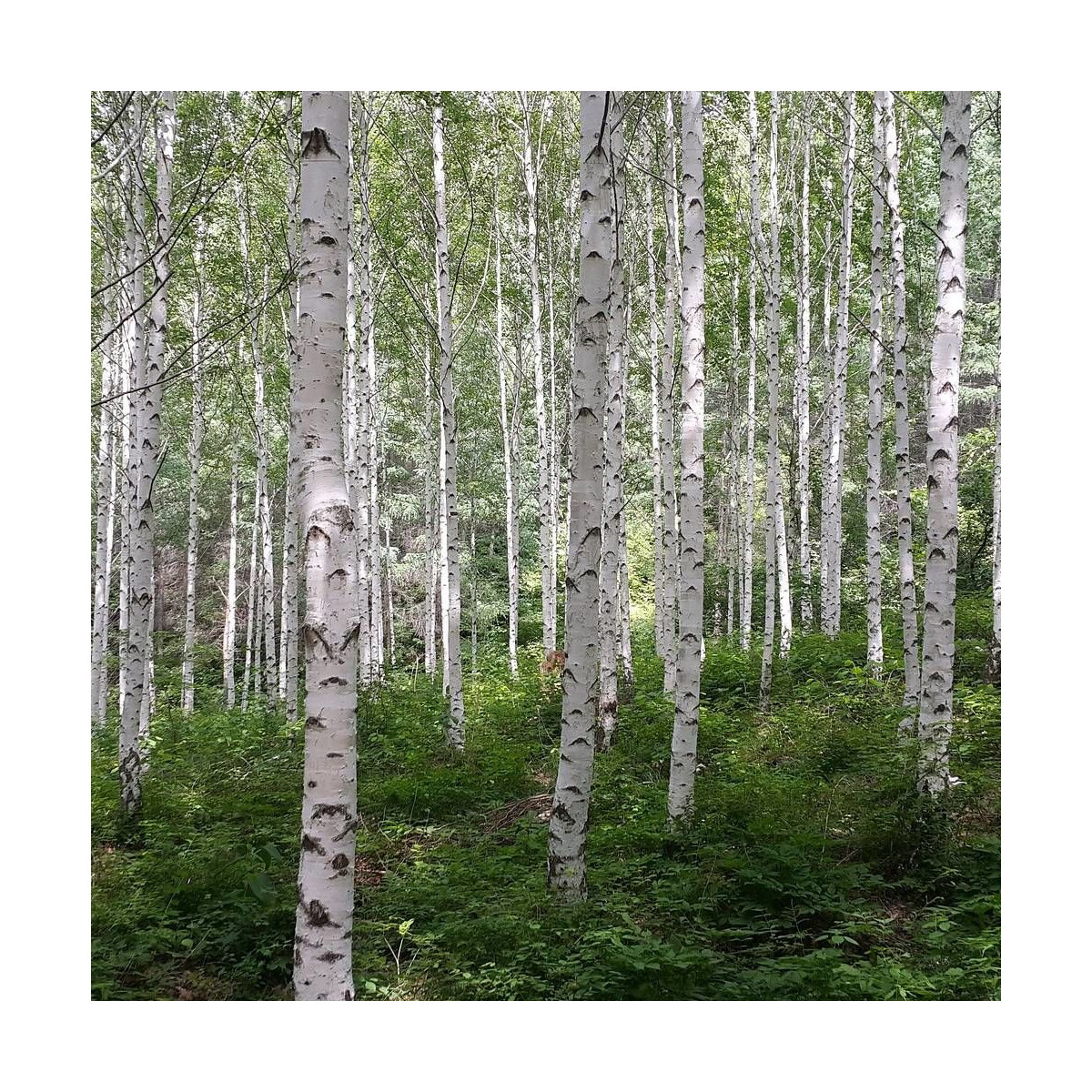 Bouleau utilis Doorenbos - Ecorce Bouleau utilis Doorenbos - Ecorce