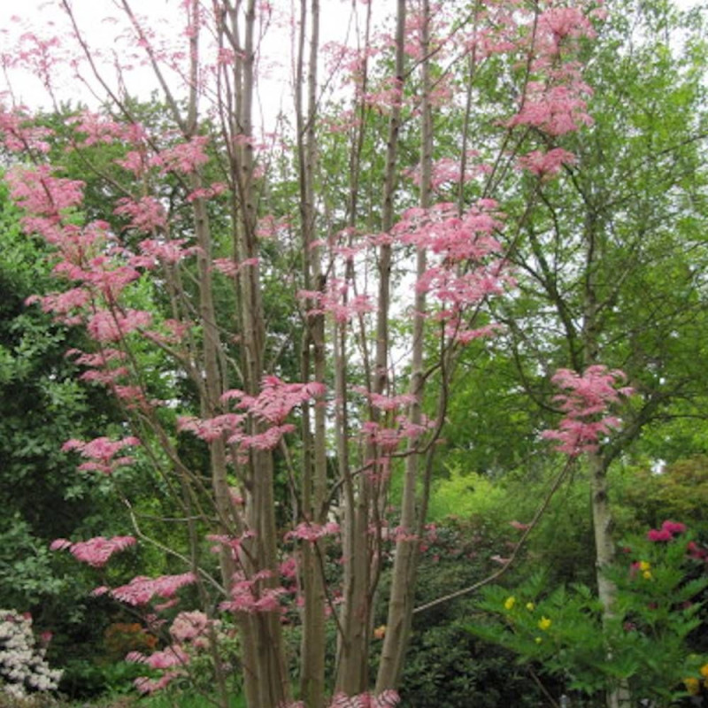 Acajou de Chine Flamingo, Toona