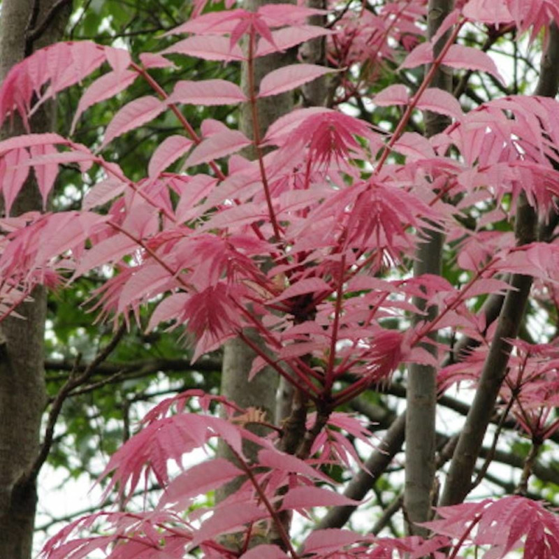 Acajou de Chine Flamingo, Toona