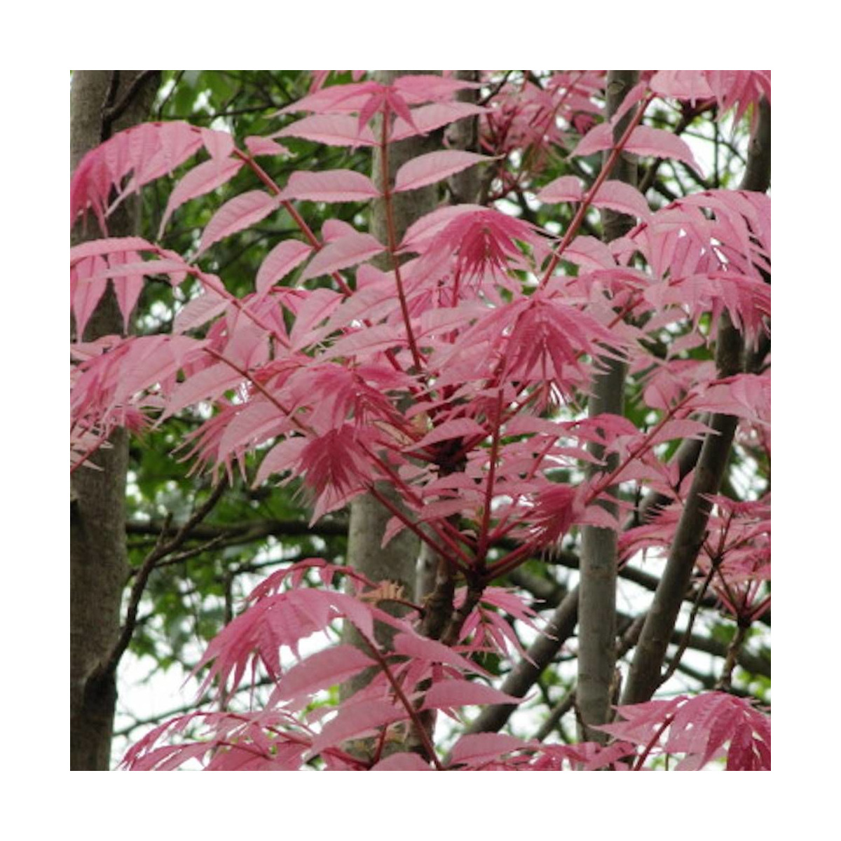Acajou de Chine Flamingo, Toona