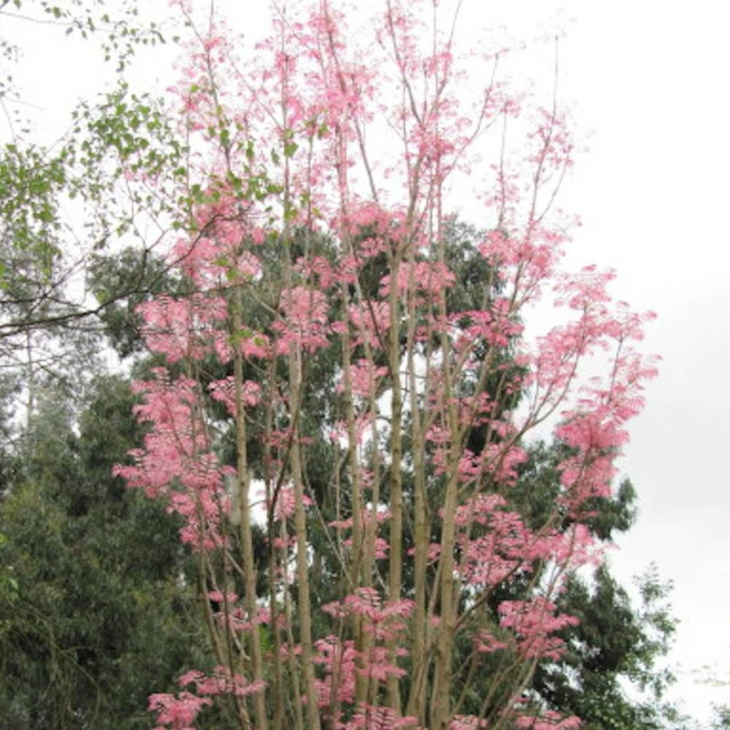 Acajou de Chine Flamingo, Toona
