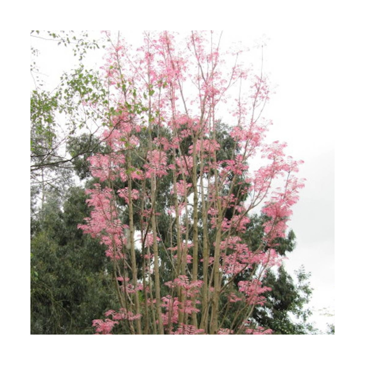 Acajou de Chine Flamingo, Toona