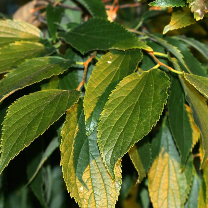 Micocoulier de Provence, Celtis