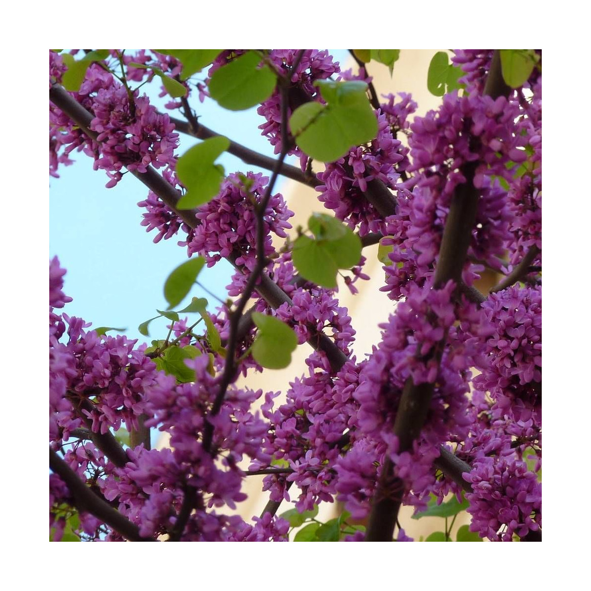 Cercis silicastre, Arbre de Judée, Gainier