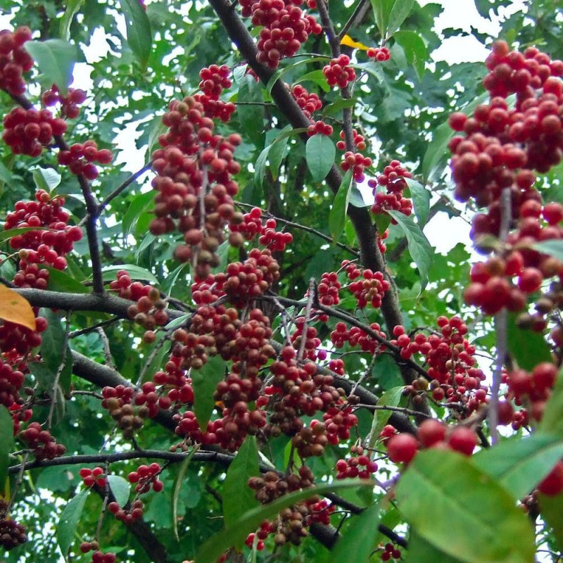 Elaeagnus Pointilla® 'Amoroso', Chalef d'automne à baies de goumi