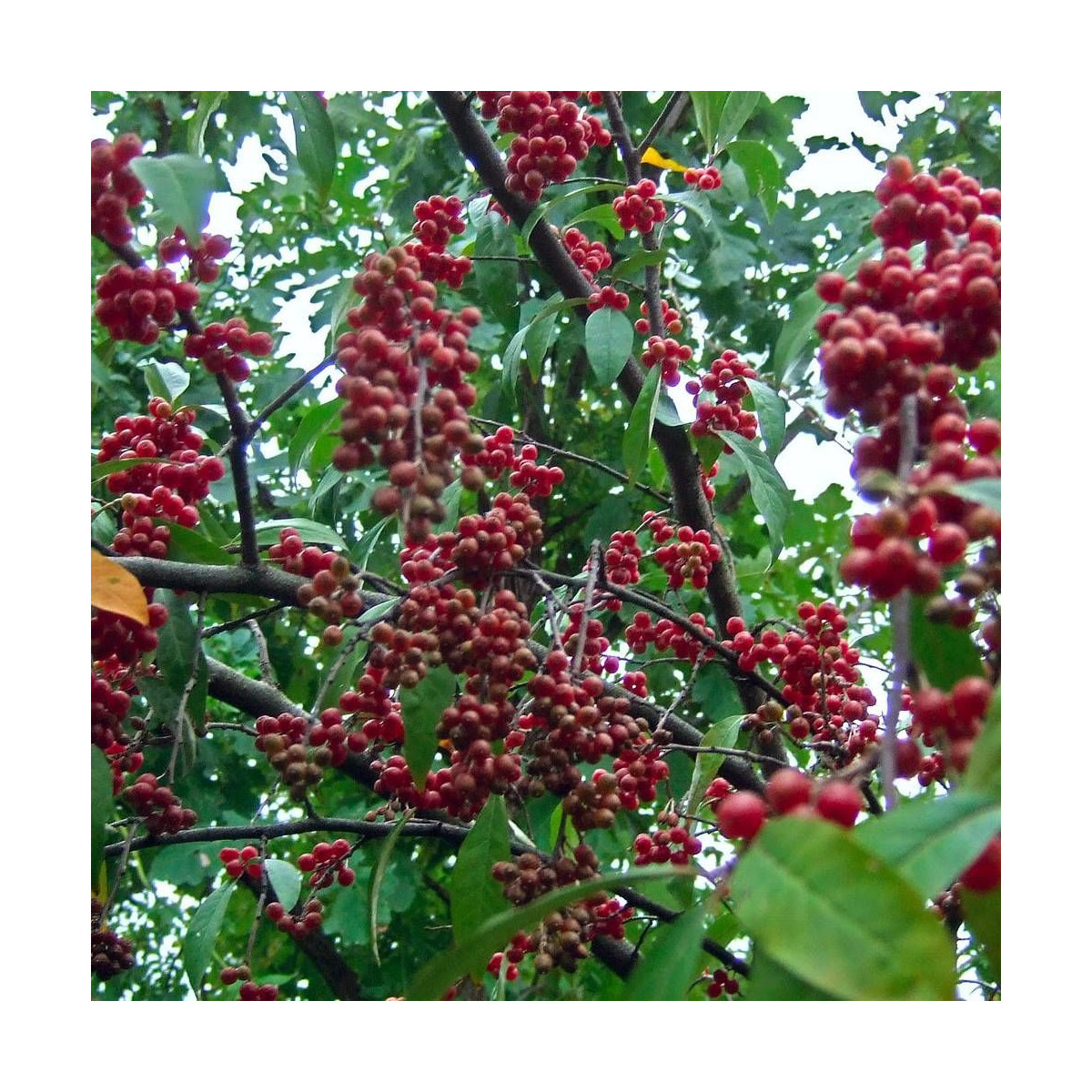 Elaeagnus Pointilla® 'Amoroso', Chalef d'automne à baies de goumi