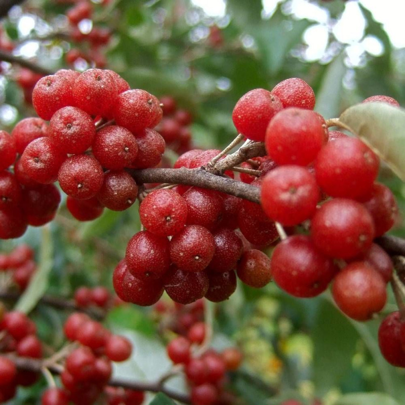 Elaeagnus Pointilla® 'Amoroso', Chalef d'automne à baies de goumi