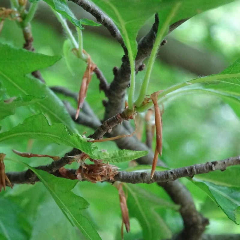 Hêtre commun Mercedes, Fagus