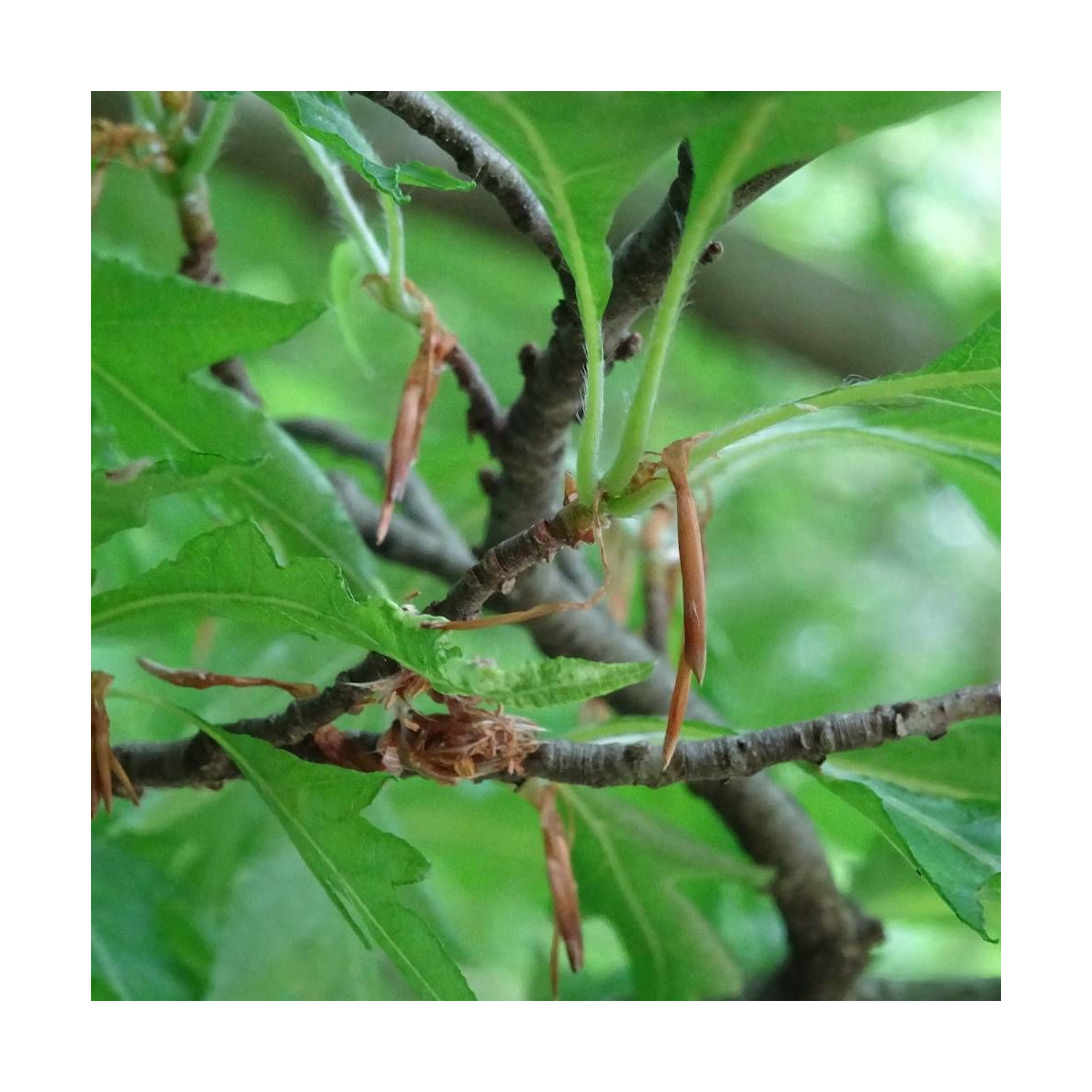 Hêtre commun Mercedes, Fagus