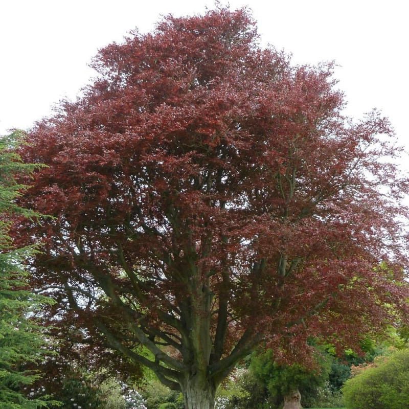 Hêtre commun Pourpre, Fagus