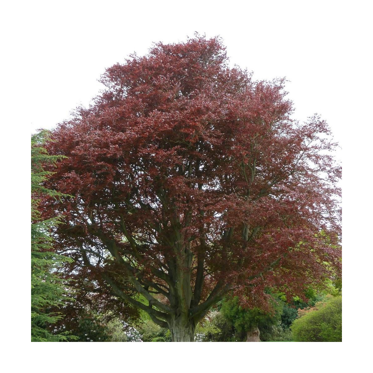 Hêtre commun Pourpre, Fagus